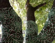 Descubre la belleza natural del Parque de la Dehesa en Soria: un destino imprescindible para tu próximo viaje de turismo